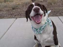 Adopt Wilber Adopted On Petfinder