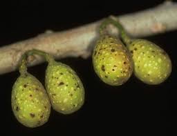 Image result for Ficus ottoniifolia