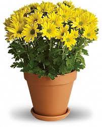 We did not find results for: Sweet As A Daisy In Cartersville Ga Country Treasures Florist