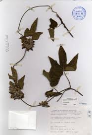 Image result for Lepistemon