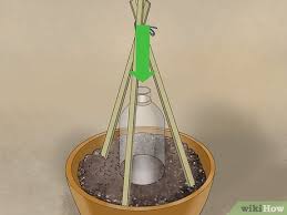 Use the best soil for cucumbers. How To Grow Cucumbers In Pots With Pictures Wikihow
