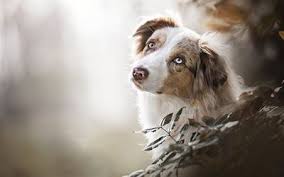 Polish your personal project or design with these australian shepherd transparent png images, make it even more personalized and more attractive. Download Wallpapers Australian Shepherd Dog Aussie White Brown Dog Gray Eyes Pets Besthqwallpapers Com Australian Shepherd Dogs Australian Shepherd Aussie Dogs