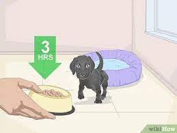 It was not easy to begin with but i established a routine and followed that and agreed on certain conditions with my wife. 4 Ways To Get A Puppy To Sleep Wikihow
