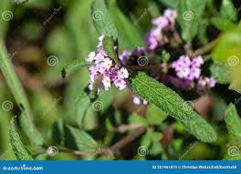Image result for Hypoestes triflora