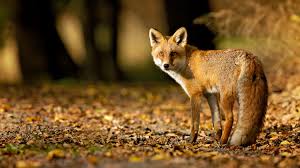 You can also try an electric fence if you have livestock as this will definitely repel foxes and keep them out of your garden or yard. How To Get Rid Of Foxes Without Killing Them In Winter Survival Life