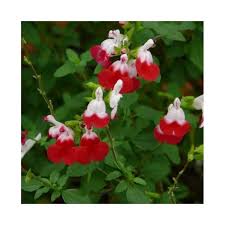 Visualizza altre idee su fiori bianchi, fiori, piante. Salvia Microphylla Hot Lips I Giardini Dell Indaco