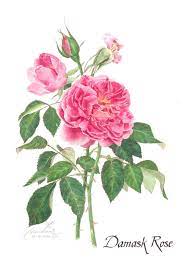 The Native Thai Damask Rose Normally We Called Kularb Morn Botanical Painting Watercolor Rose Watercolor And Ink