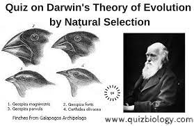 Located in downtown anchorage, alaska at 426 g street. Quiz On Darwin S Theory Of Evolution By Natural Selection
