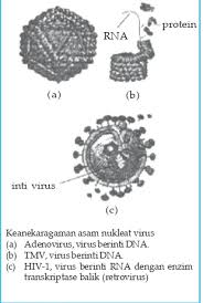 Enzim intraseluler adalah enzim yang tempat tinggalnya ada di dalam sel makhluk hidup. Biologi Makhluk Hidup Dan Lingkungannya Sma Kelas X Idun Kistinnah 2009