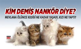 Kim Demis Nankor Diye Mevlana Olunce Kedisi Ne Kadar Yasadi Kizi Ne Yapti