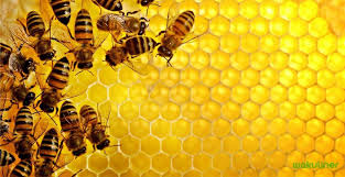 Ketahui khasiat utama madu kelulut mengatasi masalah lesu dan tidak bermaya dengan pengambilan madu dapat membekalkan kerperluan zat besi kepada badan. Manfaat Madu Hutan Untuk Kesehatan Kompasiana Com