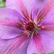 One of the tallest of these clematis, 'princess diana' will reach a height of 3m. Hot Pink Clematis Trio Shop Clematis Vines Spring Hill Nurseries