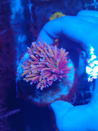 Indo gold torch * green mouth * tank grown * live coral frag * aj's aquariums. Help Id My Torch New York Knicks Reef2reef Saltwater And Reef Aquarium Forum