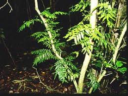 Image result for Arthropteris
