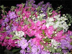 Not a problem for myglobalflowers as we offer flower delivery to any part of the globe with a 100% fresh quality guarantee from local florists. The Flower Market At Bayshore Bulk Flowers Tampa Fl
