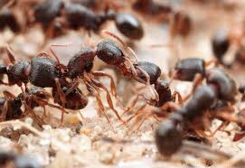 As formigas são insetos pertencentes à família formicidae da ordem hymenoptera. Fantasticas Fotos Macro De Formigas Lutando Entre Si Hypeness Inovacao E Criatividade Para Todos