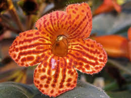 Image result for Kohleria