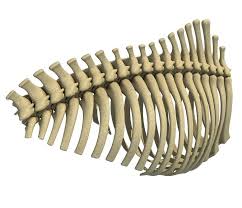 Animal Rib Cage 3d Model Ad Rib Animal Model Cage Rib Cage Animal Skeletons 3d Model