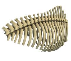 Try to be as accurate as you can with them. Animal Rib Cage 3d Model Ad Rib Animal Model Cage Rib Cage 3d Model Animal Skeletons