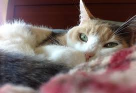 It comes in all shades of brown, with patches of orange or cream and chocolate, black or blue, in a mottled pattern. Calico Cat Facts