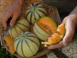 Melon Cavaillon Provence Pour Cavaillon L Image S Impose Incontournable Le Melon Cavaillon En Est Incontestablement La C Cucurbitacee Melon Gastronomie