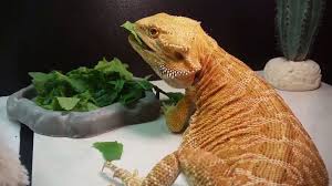 A common misconception about feeding insects to reptiles is more is better. How Often Do Bearded Dragons Eat Desert Palms Health And Fitness Club