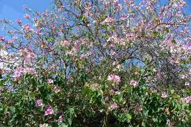 Image result for Bauhinia variegata