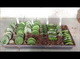 We did not find results for: Peperomia Propagation Youtube