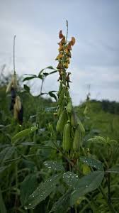Image result for Crotalaria trichotoma
