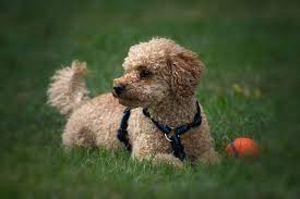 35 Poodle Mixes That Ll Melt Your Heart Poodle Mix Guide Dog Breeds Best Dog Breeds Best Hypoallergenic Dogs
