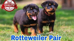 German rottweiler puppies for sale in ohio. Rottweiler Puppies For Sale In Delaware 07 2021
