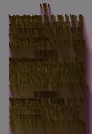 Image result for Nolletia zambesica