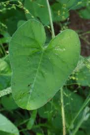 Image result for Ipomoea sinensis