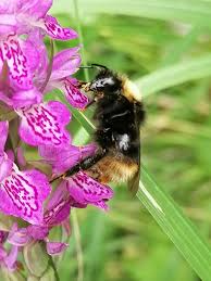 Image result for Bombus quadricolor