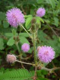 Semalu lebih menggemari kawasan yang agak terdedah kepada sinaran matahari. Trinh Ná»¯ Máº¯c Cá»Ÿ Xáº¥u Há»• Mimosa Pudica L Há» Ä'áº­u Fabaceae A Photo On Flickriver