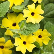 Image result for Thunbergia dregeana