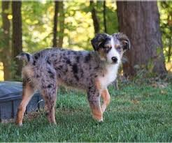Maybe you would like to learn more about one of these? View Ad Border Aussie Puppy For Sale Near Ohio Fredericksbg Usa Adn 225348