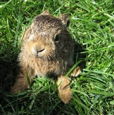 Ermöglicht eine optimale fütterung des welpen. Handaufzucht Feldhasen Tierschutzverein Bunnyhilfe E V Aktive Hilfe Fur Kaninchen In Not