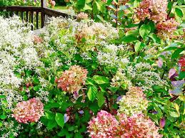 Check out our clematis hydrangea selection for the very best in unique or custom, handmade pieces from our shops. Sweet Autumn Clematis And Pink Hydrangea Photograph By Susan Savad