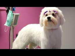 Grooming Guide Full Grooming Maltese 42 Youtube