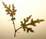 Image result for Eureiandra eburnea