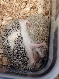 Essential Things You Need To Know About Baby Hedgehog Animal Facts Blog Hedgehog Pet Super Cute Animals Cute Animals