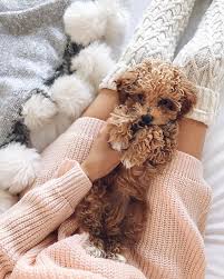 Teacup Goldendoodle Cute Animals Cute Baby Animals Cute Dogs