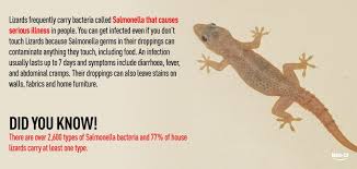 Eliminates undesired lizards in the house using a natural residual effect. Qoo10 Bringing The Best To You