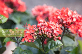 Image result for Clerodendrum splendens