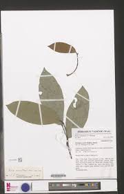 Image result for Indigofera laxiracemosa