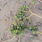 Image result for Vitex ferruginea