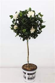 Gardenia Aimee Yashioka Patio Tree Topiaria Jardim