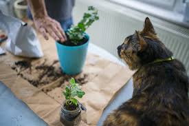 Cats are only species known to be affected. 25 Common Plants Poisonous To Cats Aspca Pet Health Insurance