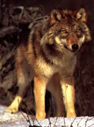 Pin By April Chantrenne On Wolves Red Wolf Wolf Wild Dogs